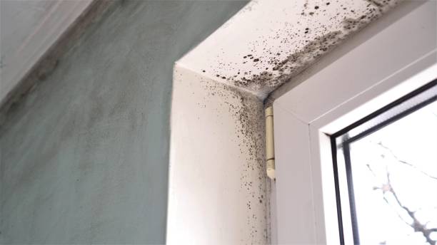 Professional Mold Inspection, Removal & Remediation in Wahpeton, ND