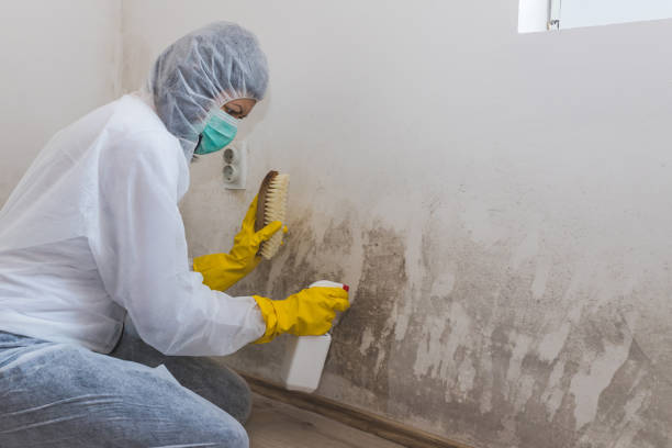 Best Comprehensive Air Testing for Mold Contaminants  in Wahpeton, ND