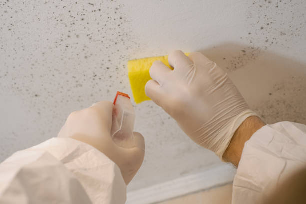 Best Emergency Mold Remediation  in Wahpeton, ND