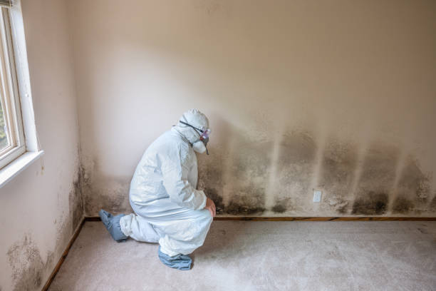 Best Attic Mold Removal  in Wahpeton, ND