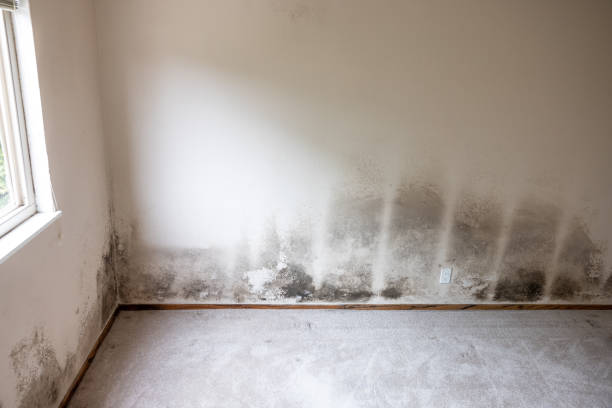 Best Air Quality Testing for Mold Spores  in Wahpeton, ND